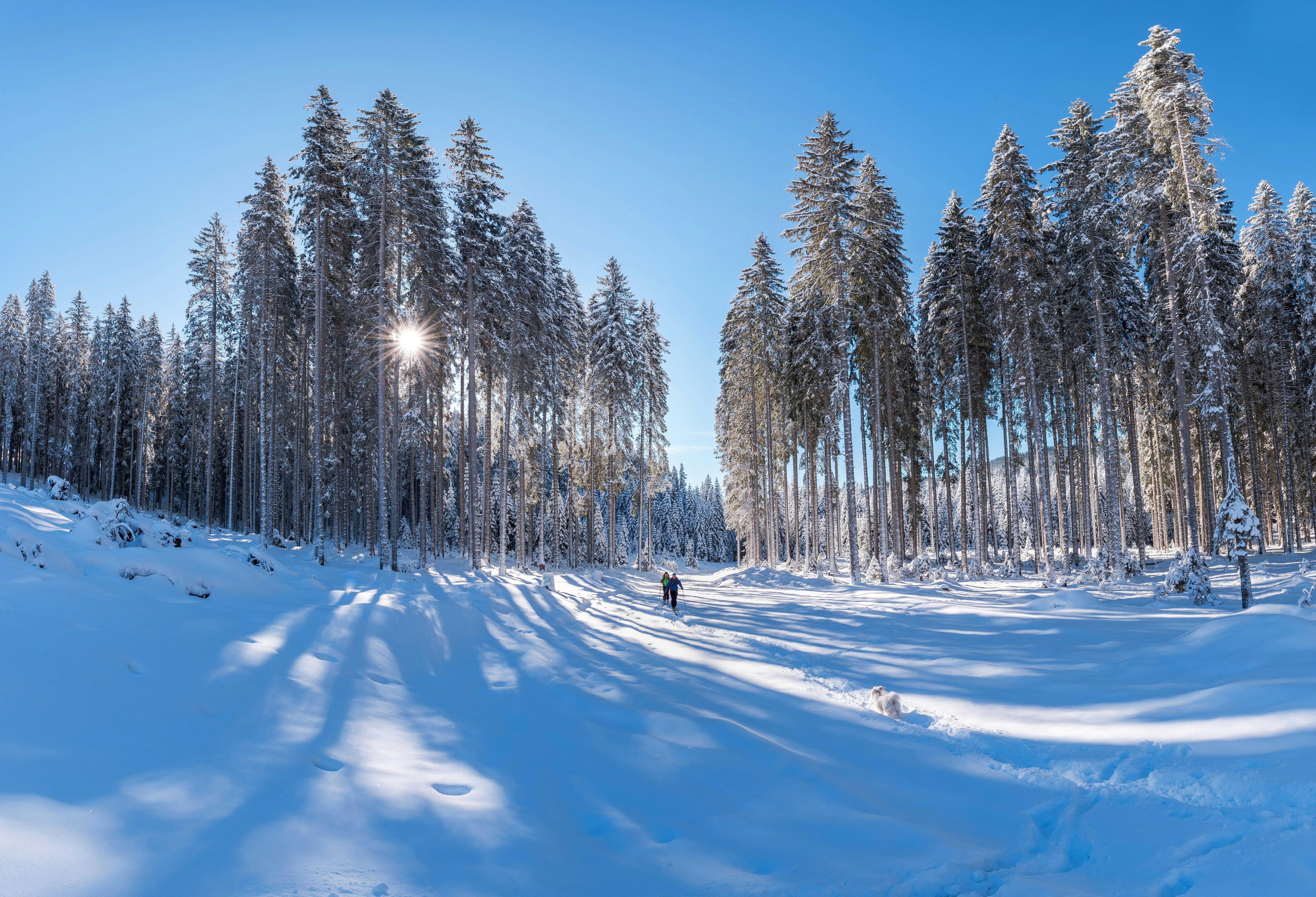 two persons walking on forest trail covered with snow